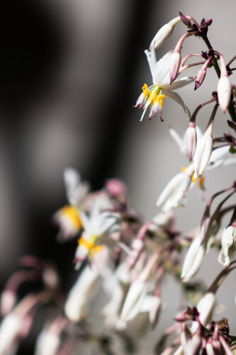 Arthropodium Cirrhatum 'Te Puna'